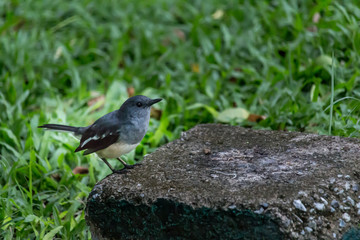 The small bird is in the garden.