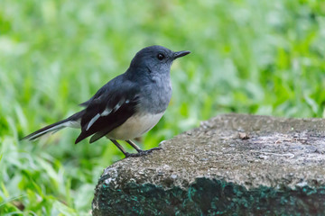 Obraz premium The small bird is in the garden.