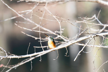 Common kingfisher in Igashira park, Moka city, Tochigi prefecture, Japan