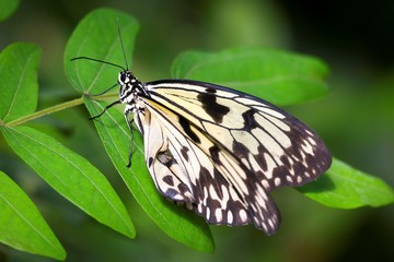 Tropical butterflies