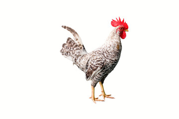 rooster isolated on white