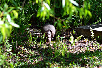 Armadillo walking away.