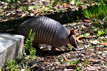 Armadillo
