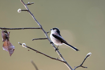 Long-tailed tit in Igashira park, Moka city, Tochigi prefecture, Japan