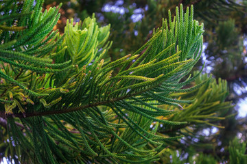 Green branches in the Garden of Eden