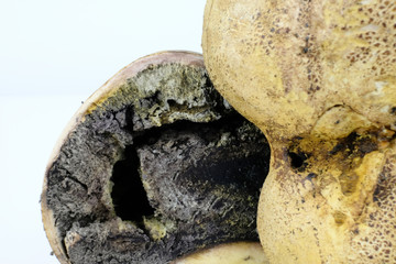 Close-up of the spores or dark Gleba of a toxic mushroom known as common earthball and pigskin poison puffball , scientific name Scleroderma citrinum