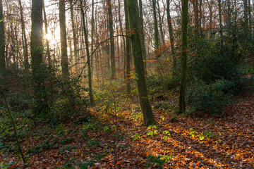 Impressionen aus dem Stadtwald