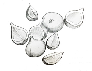 Fig, pencil drawing