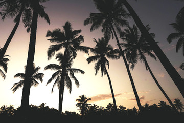 Fototapeta na wymiar Landscape of coconut tree on sky background