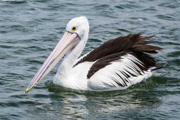 Fototapeta na wymiar Pelican in the Bay