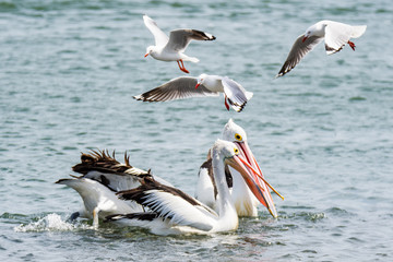 Fototapeta na wymiar Pelicans and Seagulls in the Bay