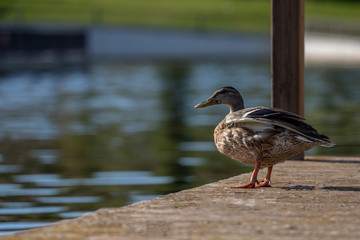 pato acercándose al agua en embarcadero de un lago