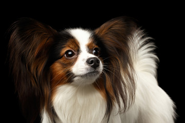 Portrait of White Papillon Dog, Looking up on Isolated Black Background