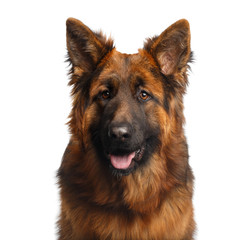 Portrait of Longhaired Shepherd Dog Gazing on Isolated White Background