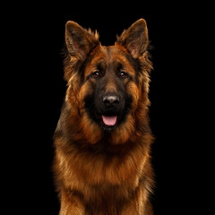 Portrait of Longhaired Shepherd Dog Gazing on Isolated Black Background