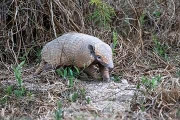 Ein Sechsbinden-Gürteltier kommt im brasilianischen Pantanal aus der Deckung hervor