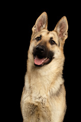 Portrait of East-European Shepherd Dog with Happy face on Isolated Black Background