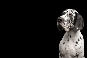 Portrait of Great Dane Dog Stare at Side on Isolated Black Background