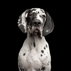 Funny Portrait of Great Dane Dog, white fur, Gazing on Isolated Black Background, studio shot