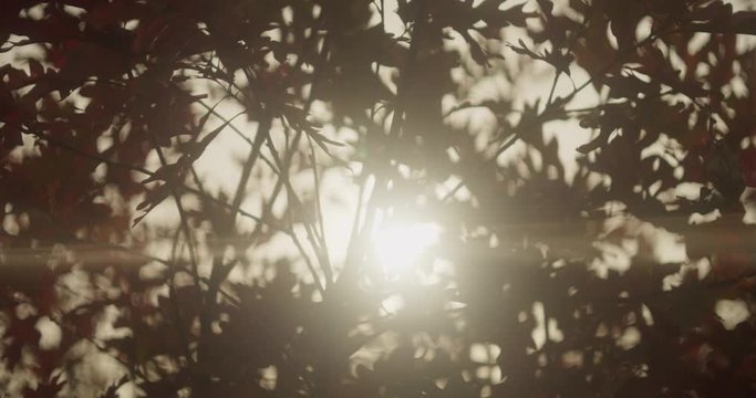 Sunlight peeking through autumn leaves in the fall