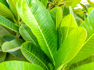 top view of a bunch of fresh and healthy growing green leaves of plumeria plant 
