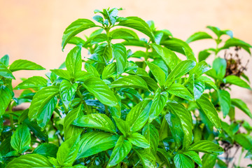 fresh and healthy growing green leaves