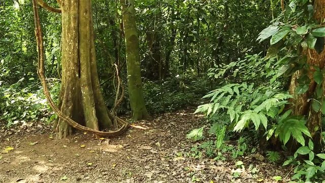 hidden in the jungle