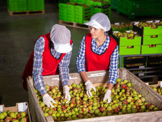 Women during packaging pears to crates