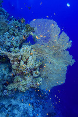 Coral Reef at the Red Sea, Egypt