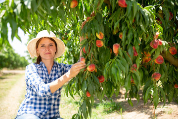 Woman farmer picking harvest of peaches from tree