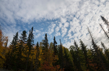 wonderful autumn landscape of mountains and dense coniferous forest