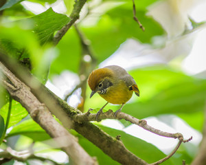 Birds perching on the branches, the background is blurred at angka nature trail in doi inthanon national park chaingmai thailand.