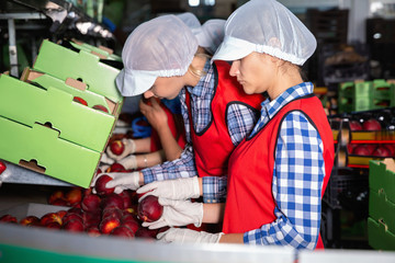 Young women in uniform during packaging peaches on crates at warehouse, checking quality of fruits