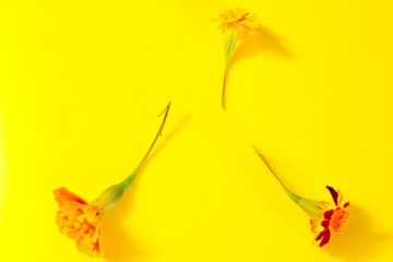 Yellow flower located on a yellow background