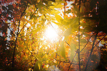gorgeous sunbeam through the autumn tree leaves branches in the forest