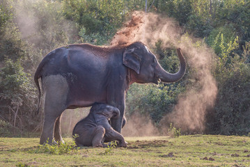 Fototapeta na wymiar Elephant mom use dirt as sunscreen in Thailand.