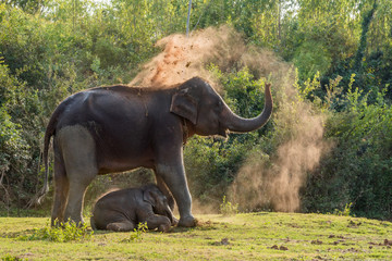 Elephant mom use dirt as sunscreen in Thailand.