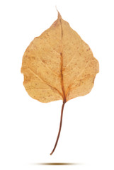 The Bodhi leaf is the only thing that communicates the Buddha of the Buddhists.