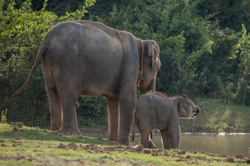 Fototapeta premium Asian elephant family walking together in the forest.