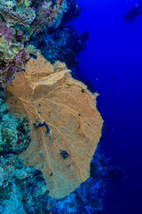 Coral Reef at the Red Sea, Egypt