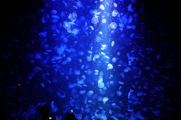 加茂水族館1