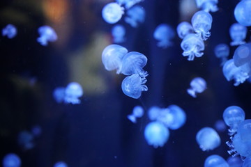 加茂水族館3