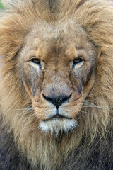 portrait of a lion