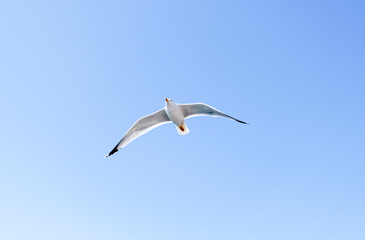 Fototapeta na wymiar Lonely Seagull is flying in the sky