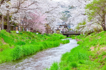 春の忍野の風景、山梨県南都留郡忍野村にて