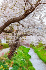 春の忍野の風景、山梨県南都留郡忍野村にて