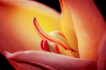 Fototapeta na wymiar Yellow-red opening Lily Bud