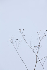 Fragile Plant Silhouettes On A Cold Winter Day