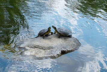 Fototapeta premium Teenage turtle couple