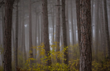 foggy morning in the forest 